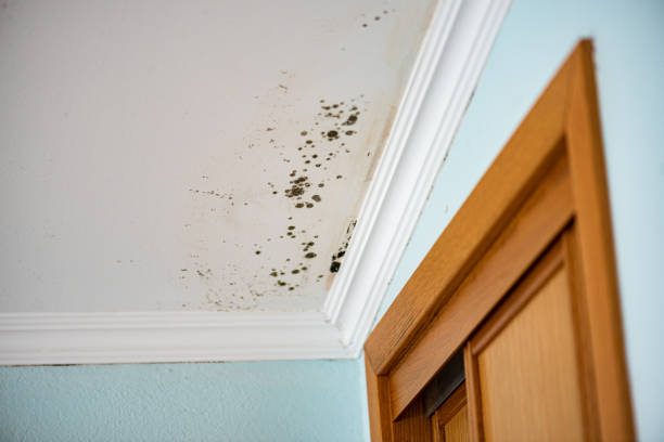 Best Commercial Mold Removal  in Salem, VA