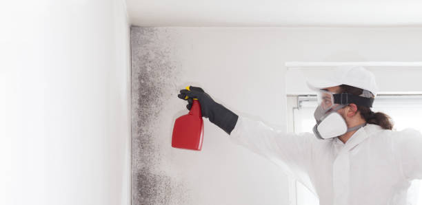 Best Mold Removal Near Me  in Salem, VA