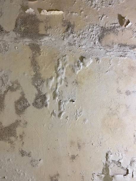 Best Mold Removal Company Near Me  in Salem, VA