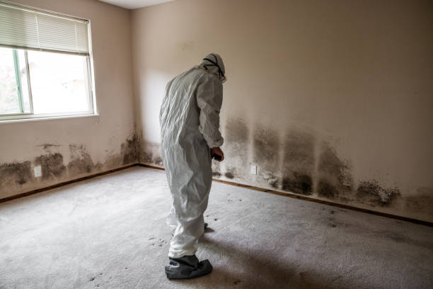 Best Mold Removal Company Near Me  in Salem, VA
